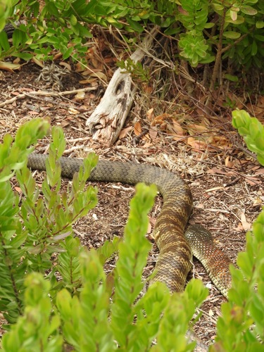 Tiger Snake sighting