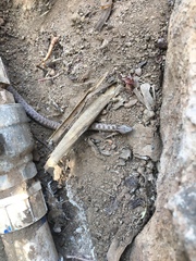 Hypsiglena ochrorhynchus klauberi