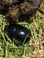 Trypocopris pyrenaeus