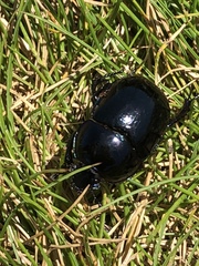 Trypocopris pyrenaeus