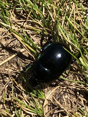 Trypocopris pyrenaeus