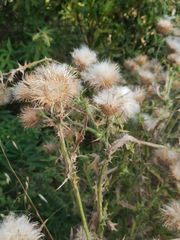 Asteraceae