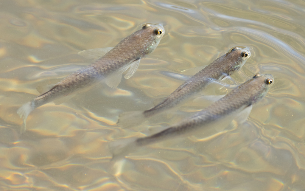 Shark mullet (Rhinomugil nasutus) — Mugilidae