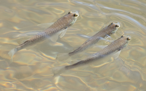 Shark mullet (Rhinomugil nasutus) — Mugilidae