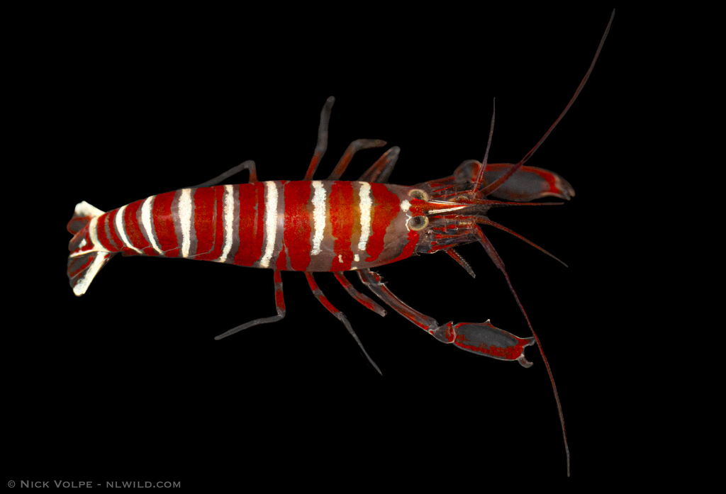 Athanas ornithorhynchus