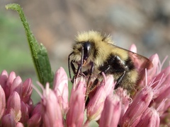 Bombus vagans bolsteri