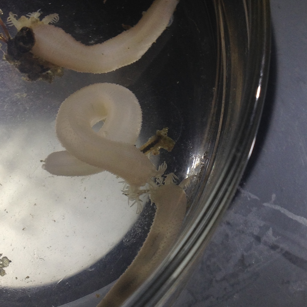 slender footless sea cucumber