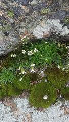 Mononeuria groenlandica