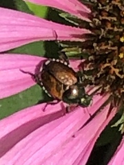 Popillia japonica
