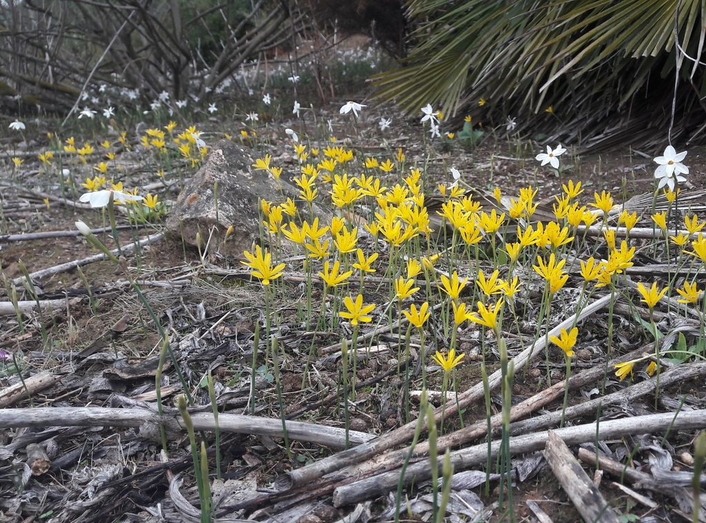 Narcissus cavanillesii; photograph (c) Santiago Martín-Bravo, some rights reserved (CC BY)