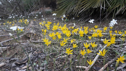 Narcissus cavanillesii, photograph 5