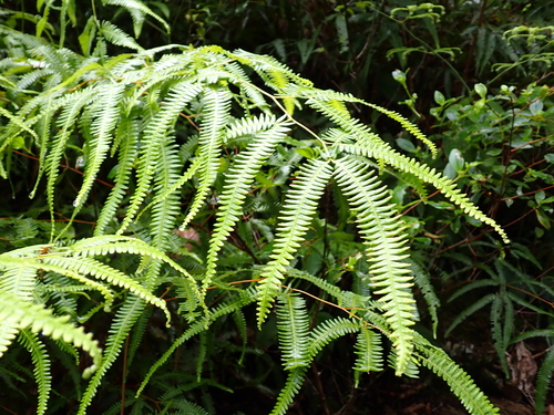 Image of Comb Forkedfern (Gleichenella pectinata) by (c) Sylvain Eichhorn, some rights reserved (CC BY)