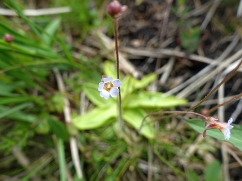 Pale butterwort (Pinguicula lusitanica)