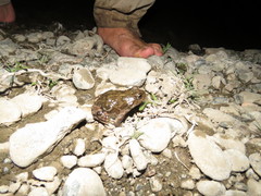 Pleurodema bufoninum