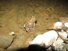 Pleurodema bufoninum