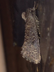 Acrolophus kearfotti