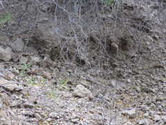 Ochetorhynchus ruficaudus