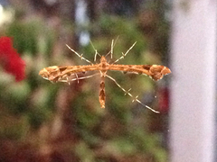 Platyptilia carduidactylus