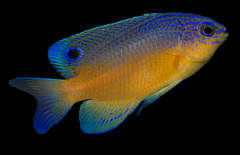 Miller's Damselfish photo 3