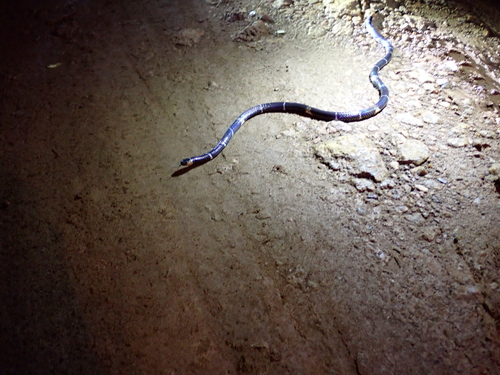 Hemprich's Coralsnake