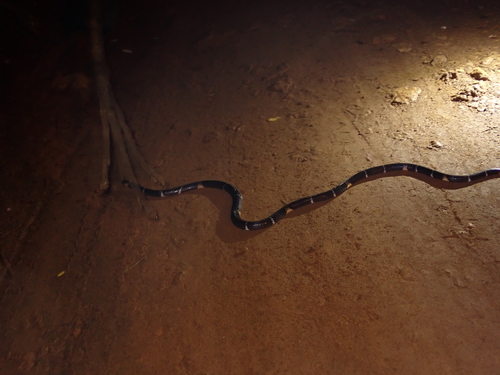 Hemprich's Coralsnake