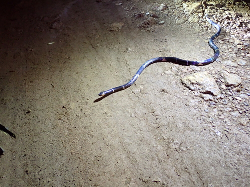 Hemprich's Coralsnake