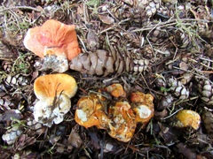 Hypomyces lactifluorum