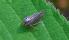 Macropsis