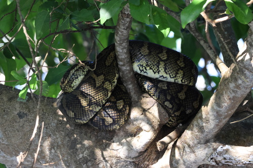 Coastal Carpet Python sighting