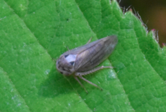 Macropsis