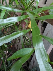 Muehlenbeckia platyclada, photograph Henrique Pinto Macedo, CC BY, iNaturalist via GBIF