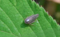 Macropsis