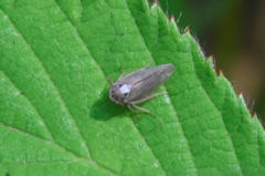 Macropsis