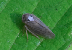 Macropsis