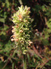 Stachys pycnantha