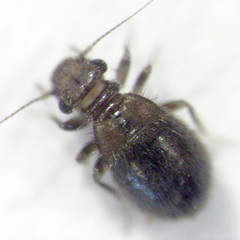 Lepinotus