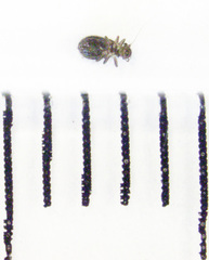Lepinotus