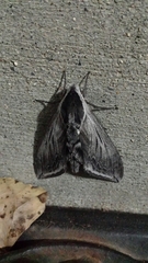 Sphinx perelegans