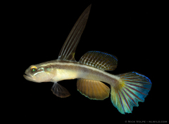 Bigmouth Shrimpgoby photo 1