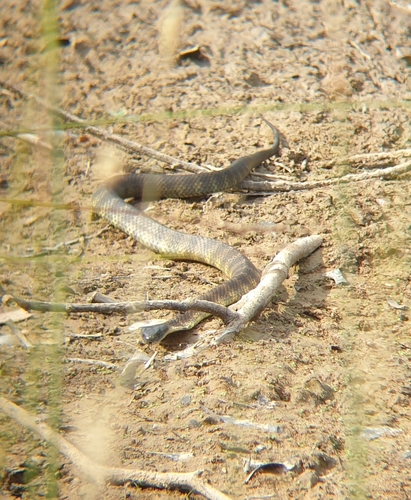 Tiger Snake sighting