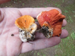 Hypomyces lactifluorum