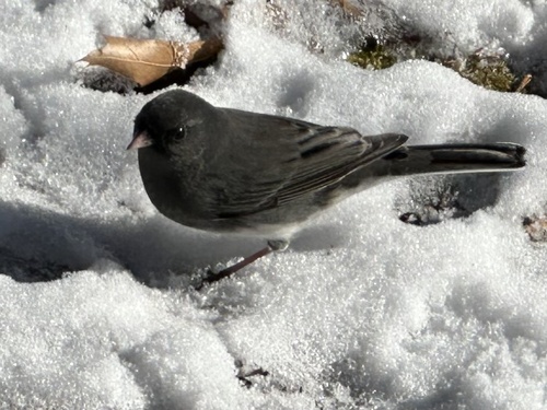Dark-eyed Junco photographed in Massachusetts