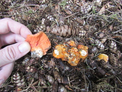 Hypomyces lactifluorum