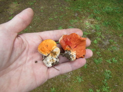 Hypomyces lactifluorum