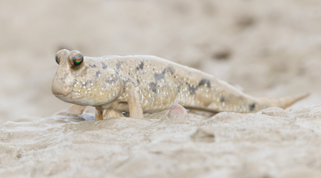 New Guinea mudskipper (Periophthalmus novaeguineaensis) — Gobiidae