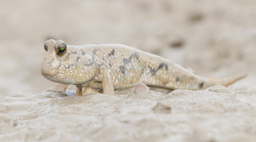 Nieuw-Guinea-slijkspringer (Periophthalmus novaeguineaensis) — Gobiidae