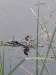 Calidris minutilla