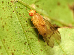 Homoneura fuscibasis