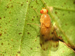 Homoneura fuscibasis