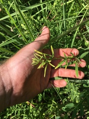 Lespedeza leptostachya